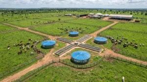 How to Build a Commercial Ranch in Nigeria