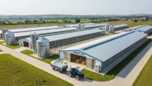 Poultry Farming Investment Nigeria