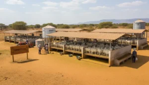 Sheep Farming Investment Nigeria